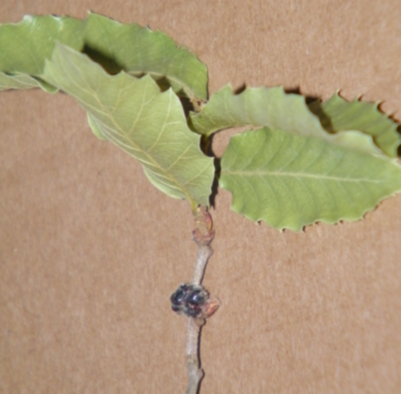 Cocciniglia su fragno (Quercus trojana) - forse Kermes